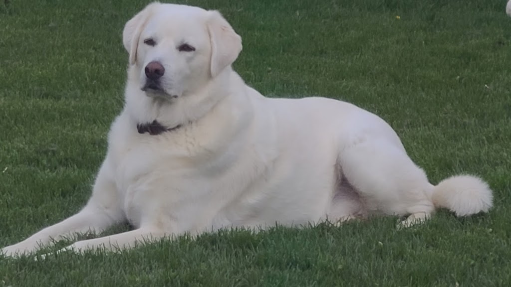 Clark Animal Hospital | 130 Alpine Rd, Kitchener, ON N2E 1A1, Canada | Phone: (519) 745-5647
