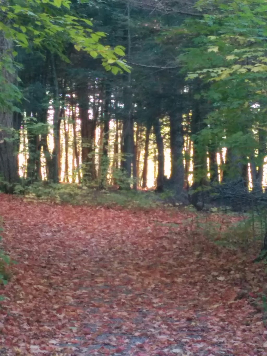 Fox Trail Park | 298 Roselena Dr, Schomberg, ON L0G 1T0, Canada