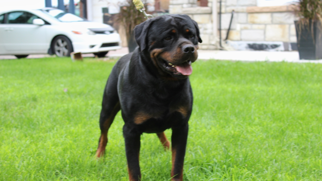 Élevage Rottweilers Der Festung Inc | 330 Route du Canton, Brownsburg, QC J8G 1R2, Canada | Phone: (450) 562-1970