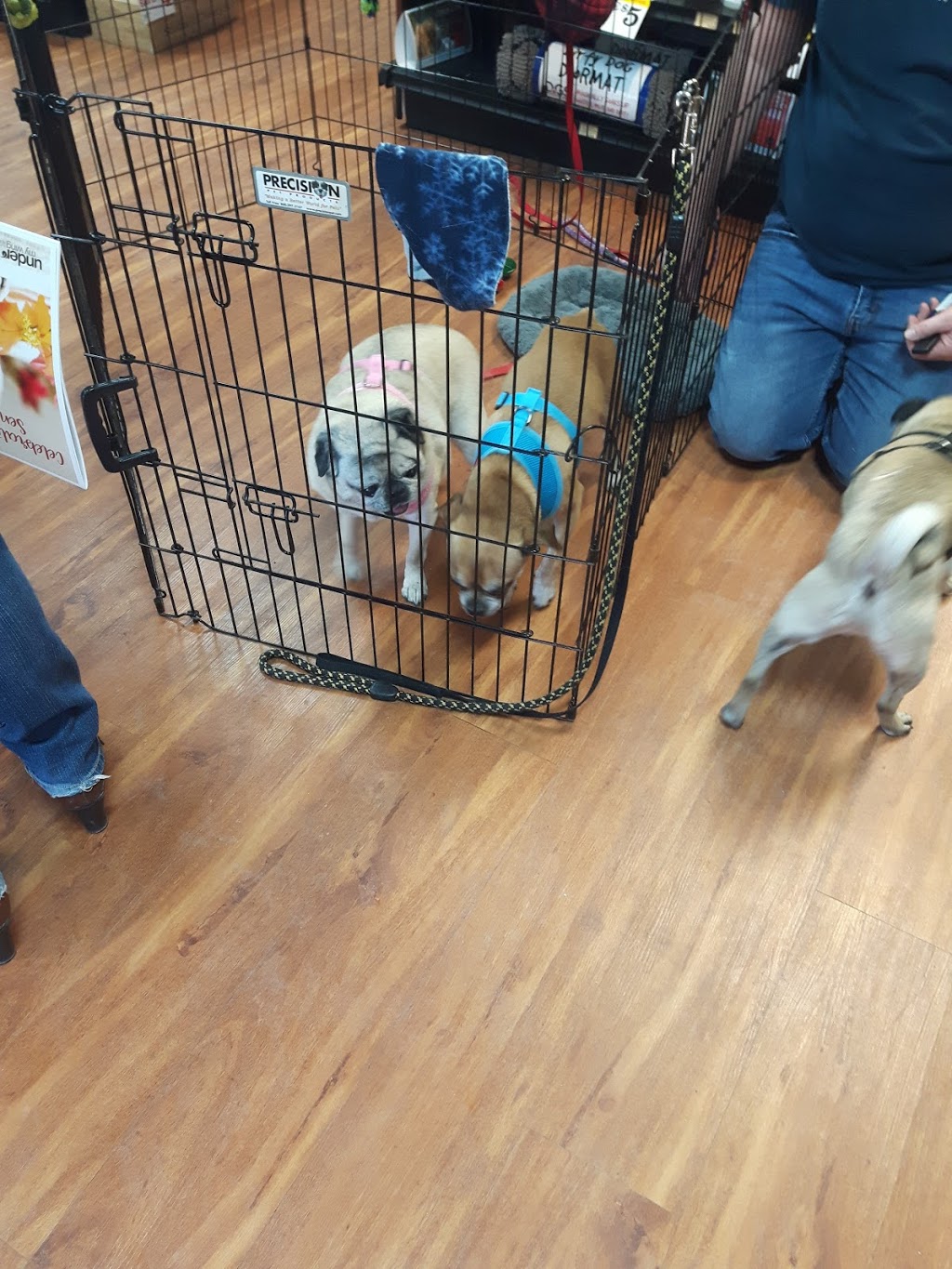 Pet Valu | 603 Bank St, Ottawa, ON K1S 3T4, Canada | Phone: (613) 233-4477