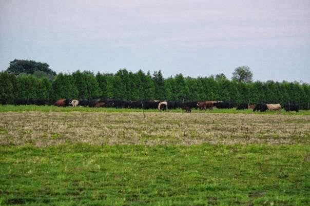 Buis Beef | 7792 Seventh Line E, Chatham, ON N7M 5J6, Canada | Phone: (519) 352-5789