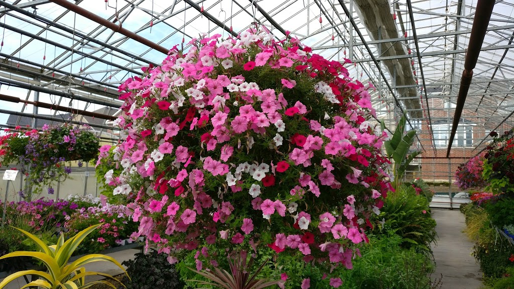 Ferragine Greenhouses | 572 Simcoe Rd, Bradford, ON L3Z 2A6, Canada | Phone: (905) 775-3177