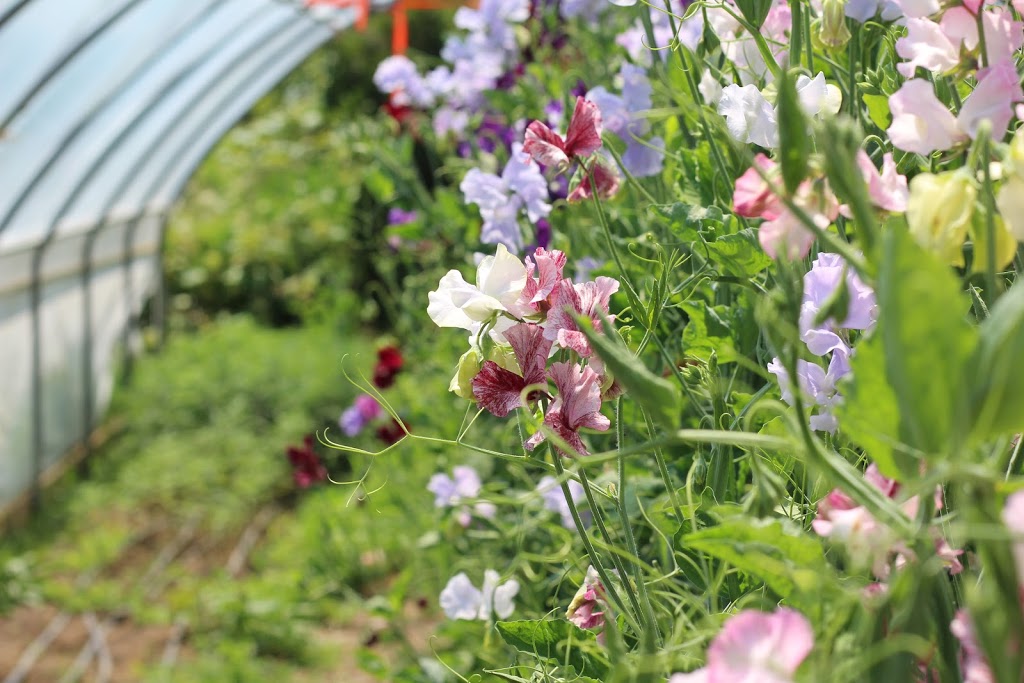 Floralora Flowers | 438 County Rd 24, Milford, ON K0K 2P0, Canada | Phone: (613) 885-2647