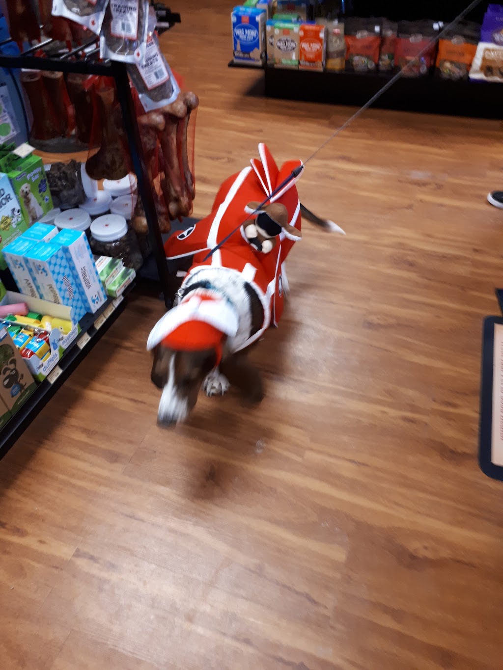 Pet Valu | 320 Durham Market St S, Kincardine, ON N2Z 2A2, Canada | Phone: (519) 396-9135