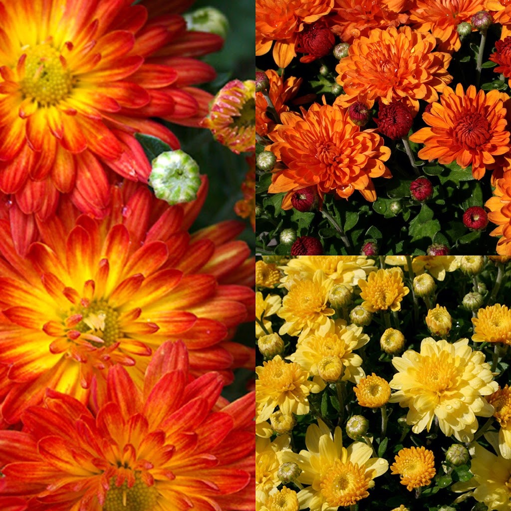 Prosperity Acres | 2666 Harmony Rd, Belleville, ON K8N 4Z6, Canada | Phone: (613) 477-1908