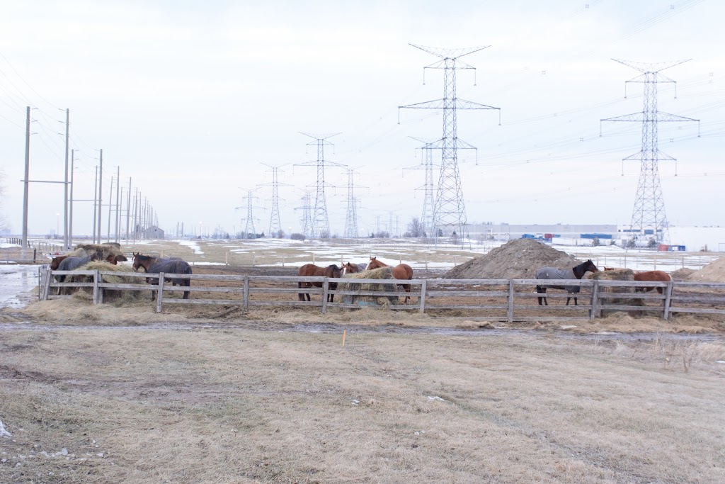 Equine Emporium The | 2800 Meadowpine Blvd, Mississauga, ON L5N 7E6, Canada | Phone: (905) 821-2159