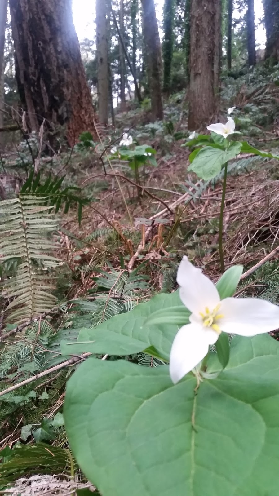Doumac Park | Doumac Ave, Victoria, BC V8Y 2C4, Canada