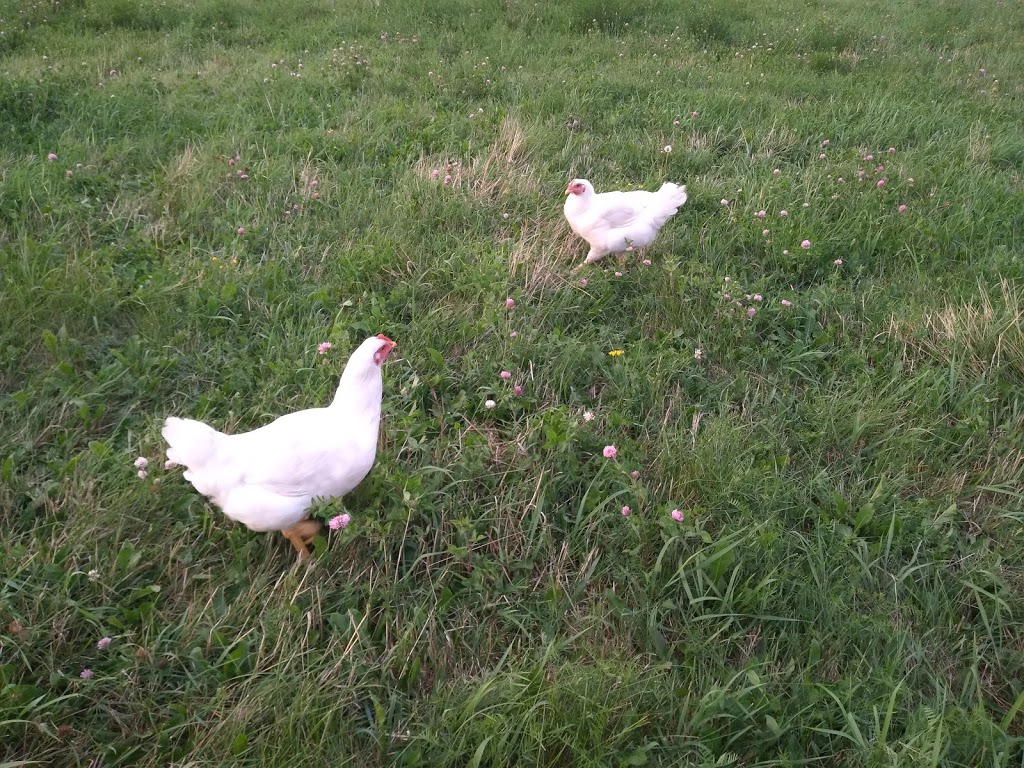 E.N.S. Poultry Inc. | 6424 8 Line W, Elora, ON N0B 1S0, Canada | Phone: (519) 846-9290