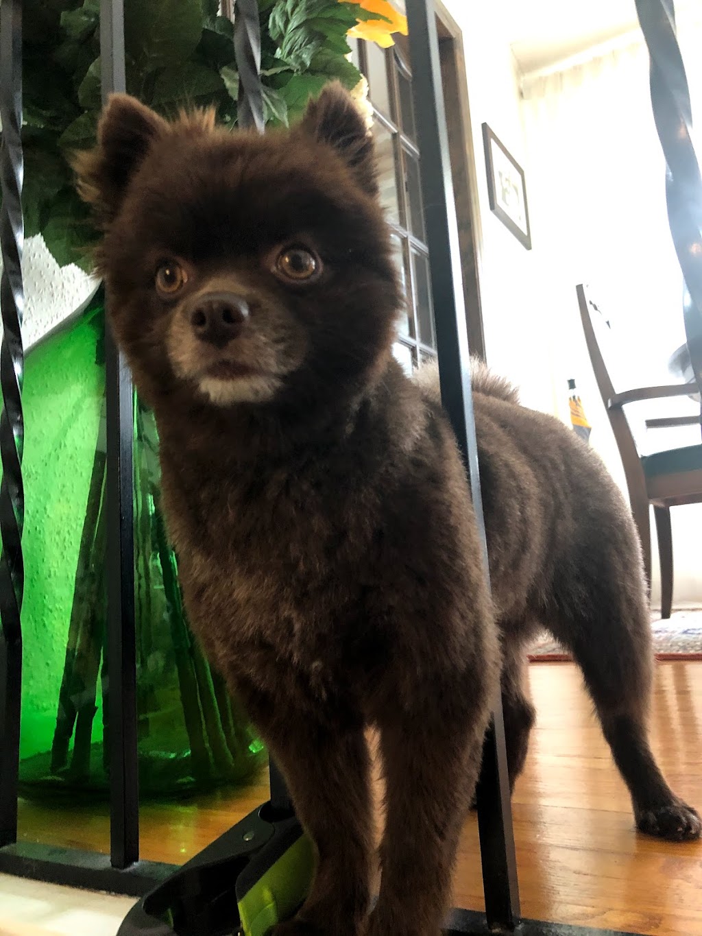 Cutting Edge K9 Pet Grooming | 1119 Goderich St #7, Port Elgin, ON N0H 2C3, Canada | Phone: (519) 386-4063