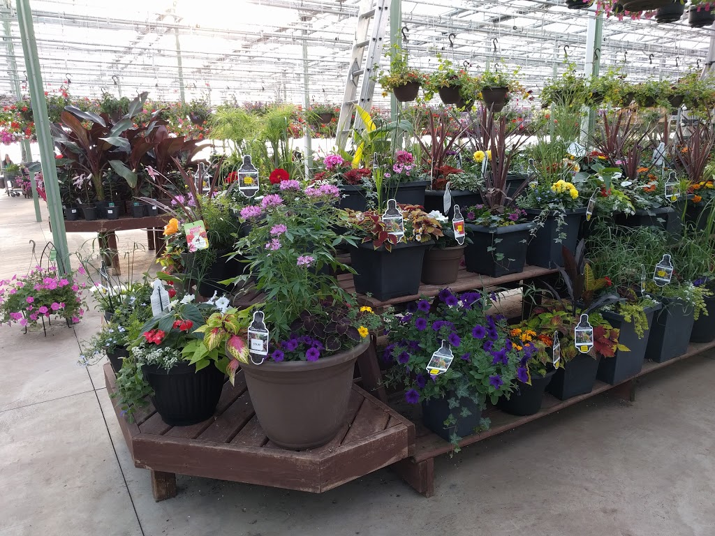Colour Paradise Greenhouses | 1209 Bleams Rd, Petersburg, ON N0B 2H0, Canada | Phone: (519) 745-0200