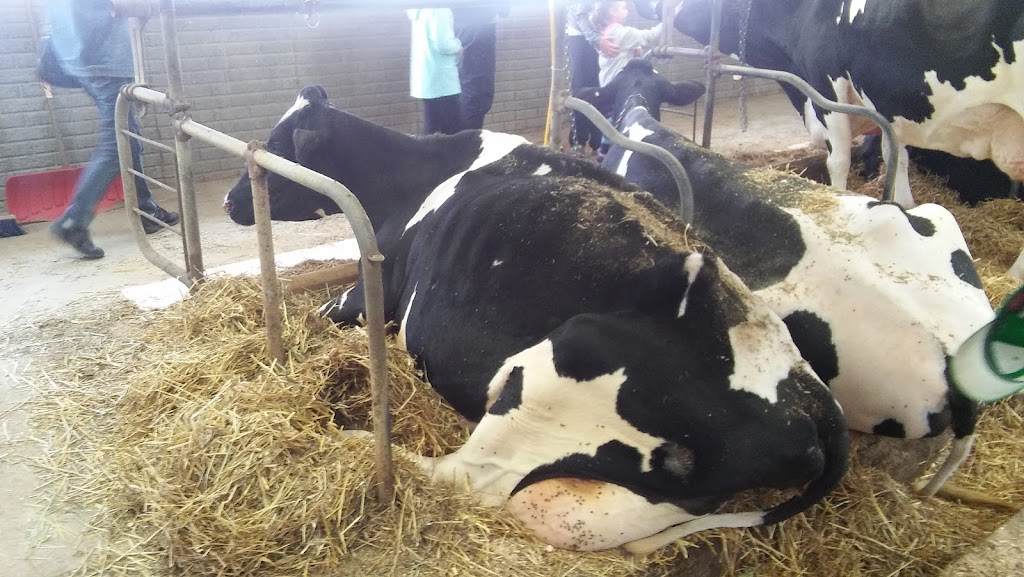 Ferme Boisblanc Holstein inc. | 651 Rte du Bois Blanc, Saint-Justin, QC J0K 2V0, Canada | Phone: (819) 227-2579