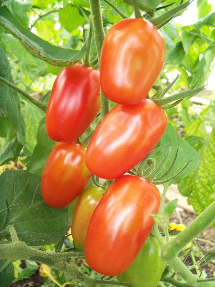 Farm Hill oak solidarity cooperative | 790 Chemin du Lac Gale, Bromont, QC J2L 2S6, Canada | Phone: (450) 578-2125