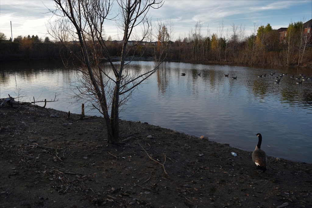 Heron Pond | Richmond Hill, ON L4S 1X3, Canada