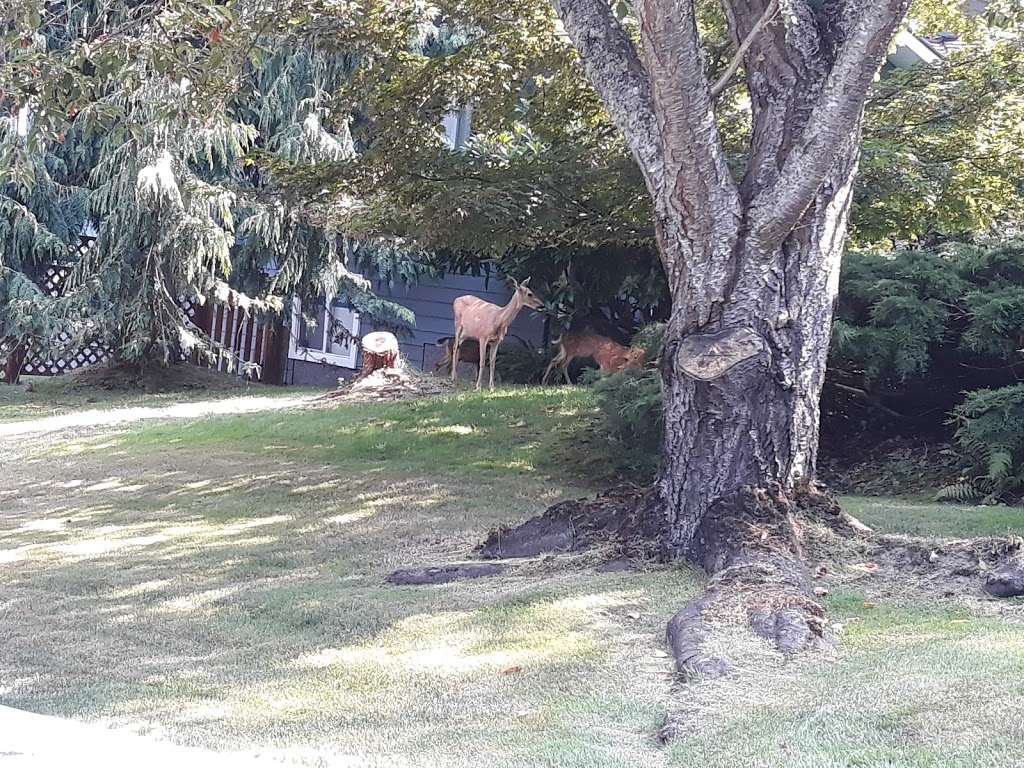 Balmacarra Park | 2Z8, 1890 Leyns Rd, Victoria, BC V8N 3W3, Canada
