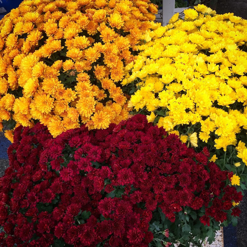 Flower Market | 8265 8265 Main St, Vancouver, BC V5X 3L7, Canada | Phone: (604) 327-7908