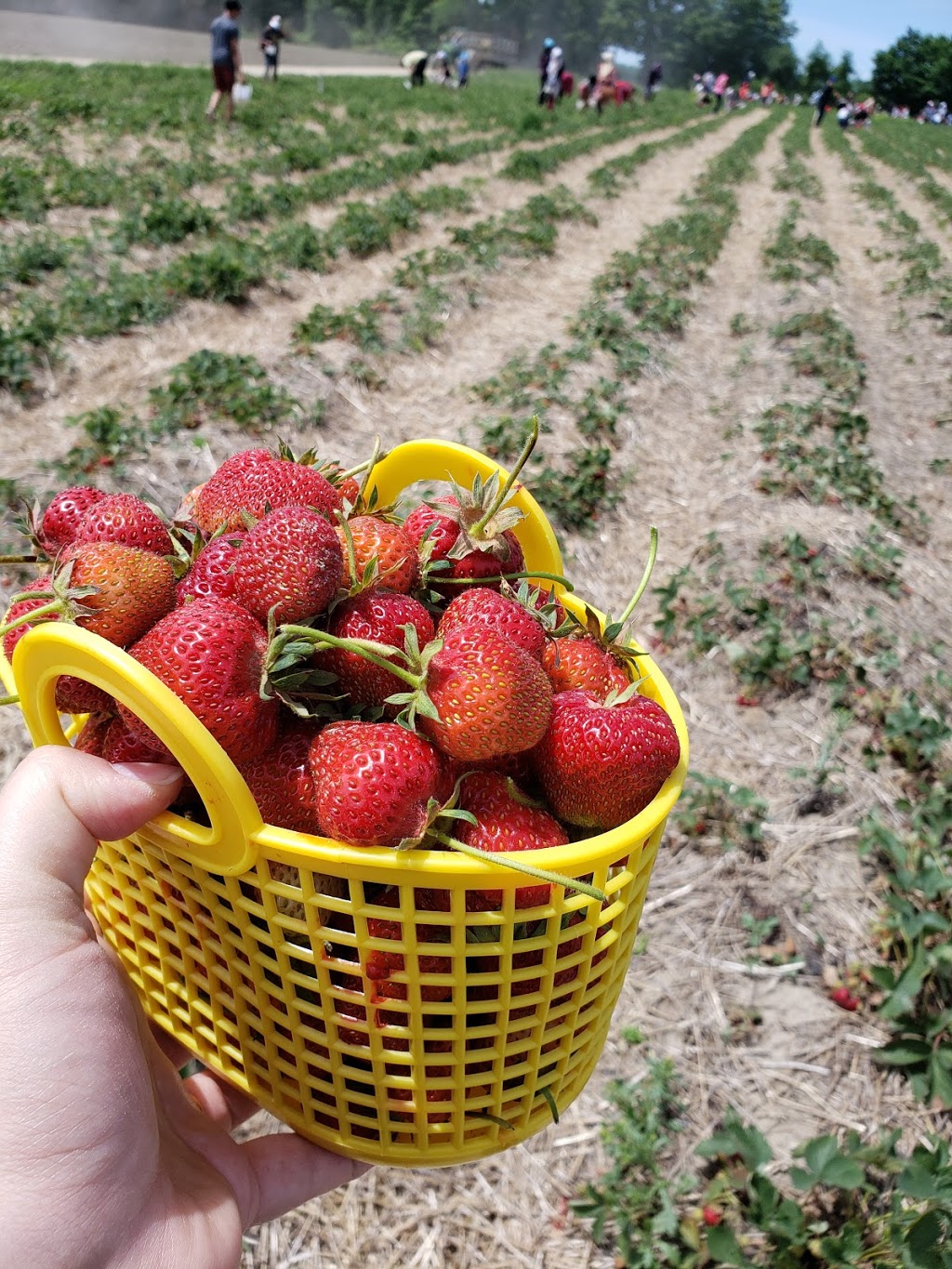 Downeys Farm Market | 13682 Heart Lake Rd, Inglewood, ON L7C 2J5, Canada | Phone: (905) 838-2990