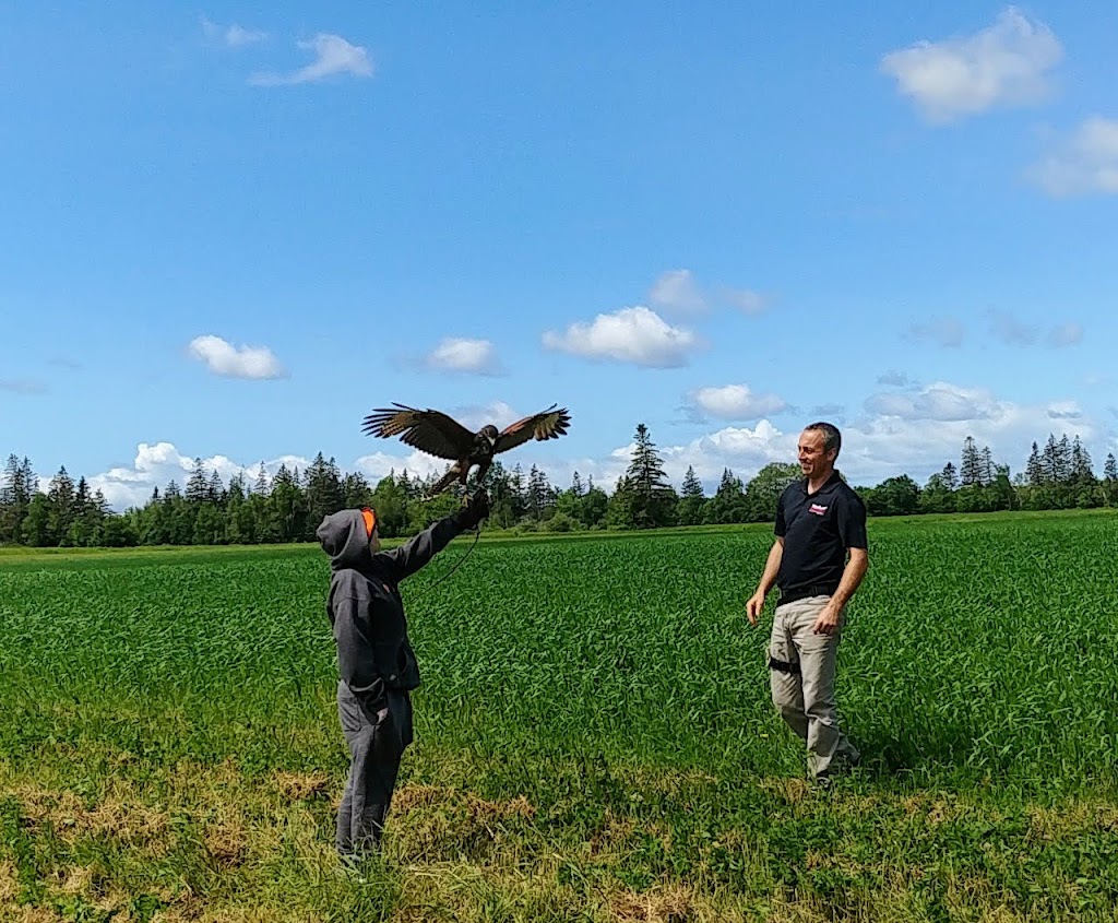 Island Falconry Services | 24 Macrae Dr, Cornwall, PE C0A 1H5, Canada | Phone: (902) 393-4859