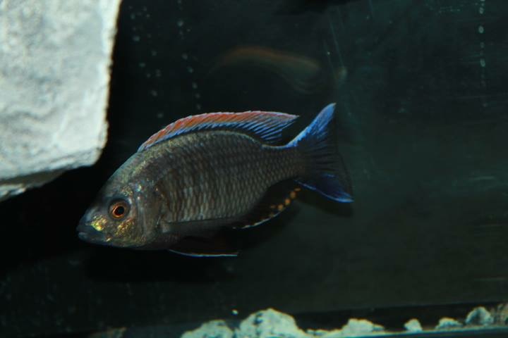 Rainbow Aquarium | 80 Nashdene Rd unit #79, Scarborough, ON M1V 5E4, Canada | Phone: (416) 300-7993