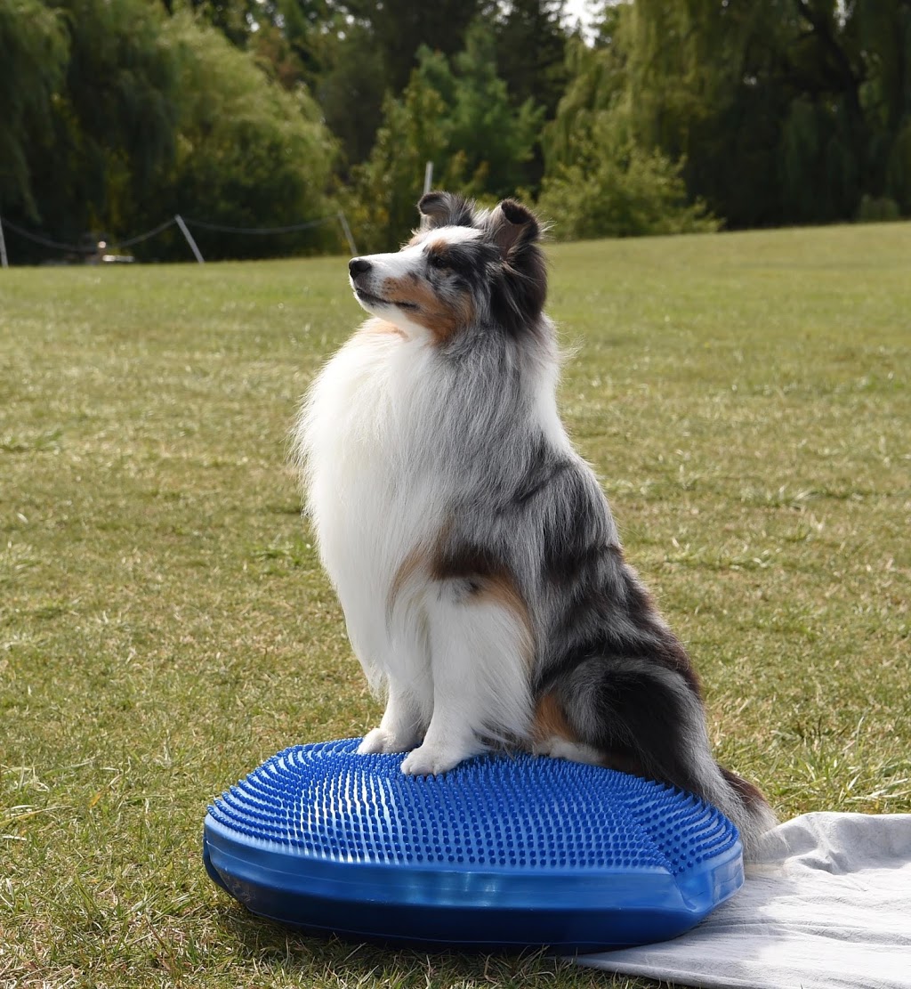 McIntyre Canine Rehabilitation | 1A Spring St, Erin, ON N0B 1T0, Canada | Phone: (519) 829-5529