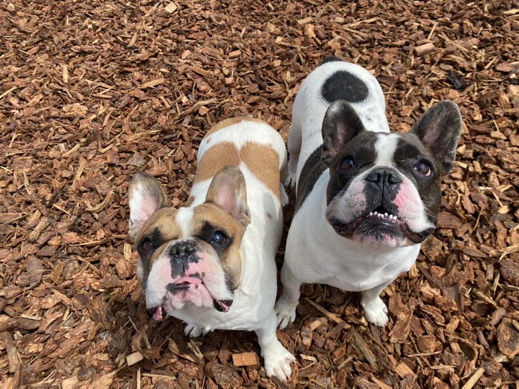 Howlin Hive Dog Boarding | 18389 Ford Rd, Pitt Meadows, BC V3Y 0A5, Canada | Phone: (604) 902-6044