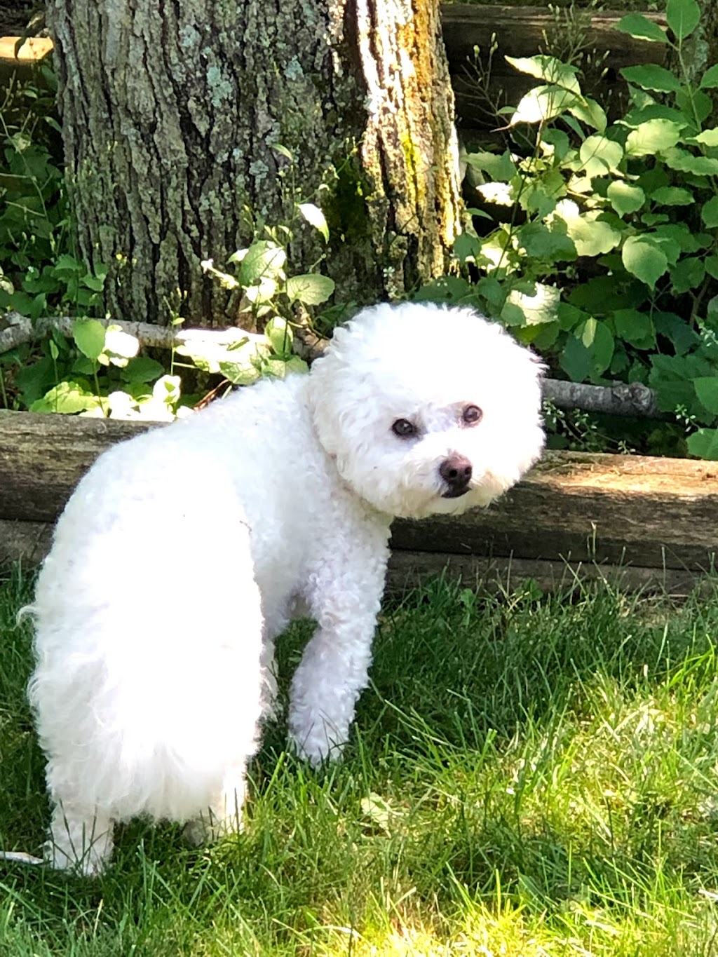 Woof-Tastic Doggie Care | 883 Percy Crescent, Kingston, ON K7M 4P3, Canada | Phone: (416) 820-3195