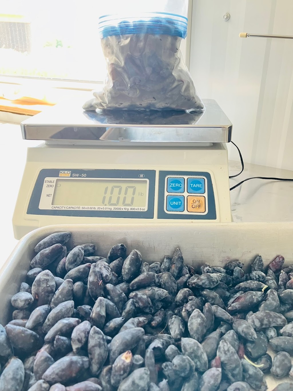 Gibson Farm | Box 10 Grp 180 RR1, Beausejour, MB R0E 0C0, Canada | Phone: (204) 265-3646