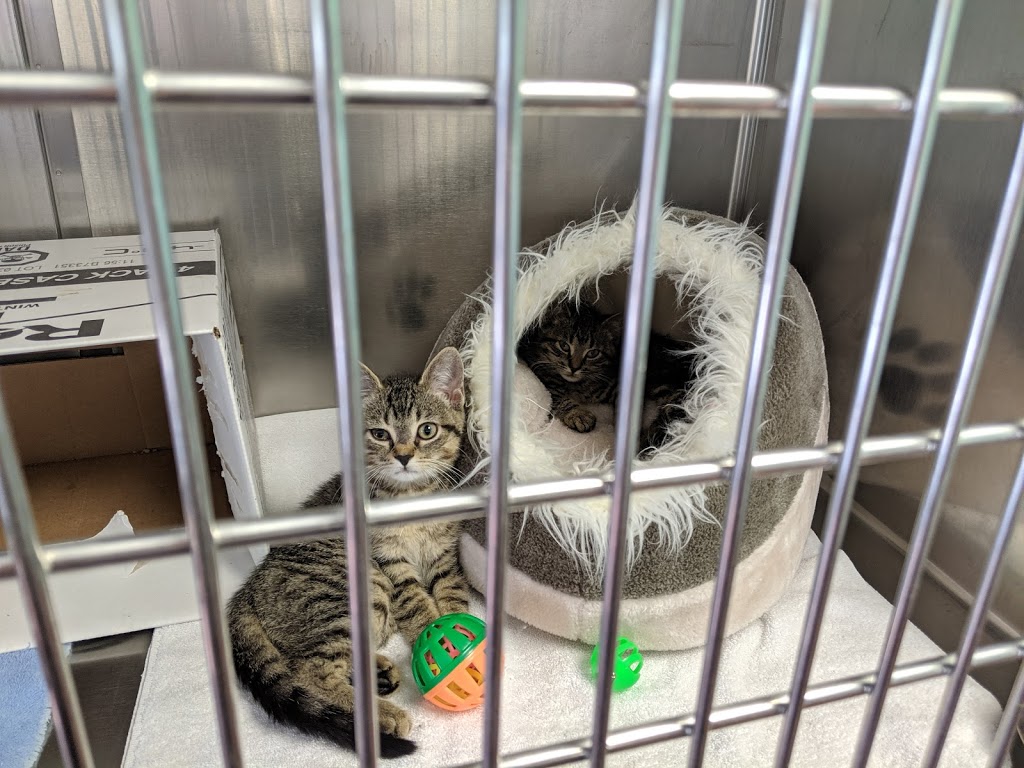 Niagara Falls Humane Society | 6025 Chippawa Pkwy, Niagara Falls, ON L2G 0E4, Canada | Phone: (905) 356-4404
