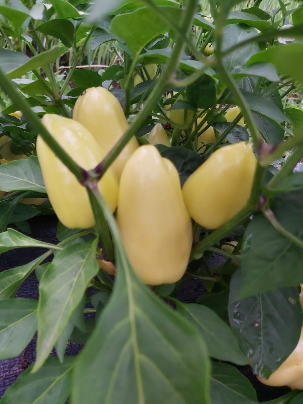 Fruits N Roots Farm | 21 Maple Ln, Newport, NS B0N 2A0, Canada | Phone: (902) 306-7529
