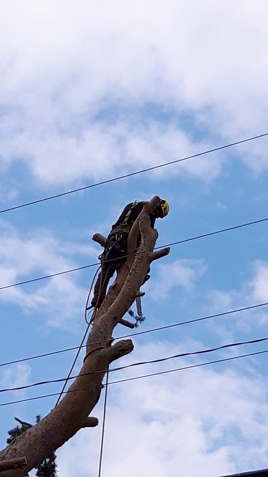 Arboriculture Nicolas Gosselin | 204 Chemin des Ormeaux, Sainte-Catherine-de-la-Jacques-Cartier, QC G3N 0T8, Canada | Phone: (418) 559-5690