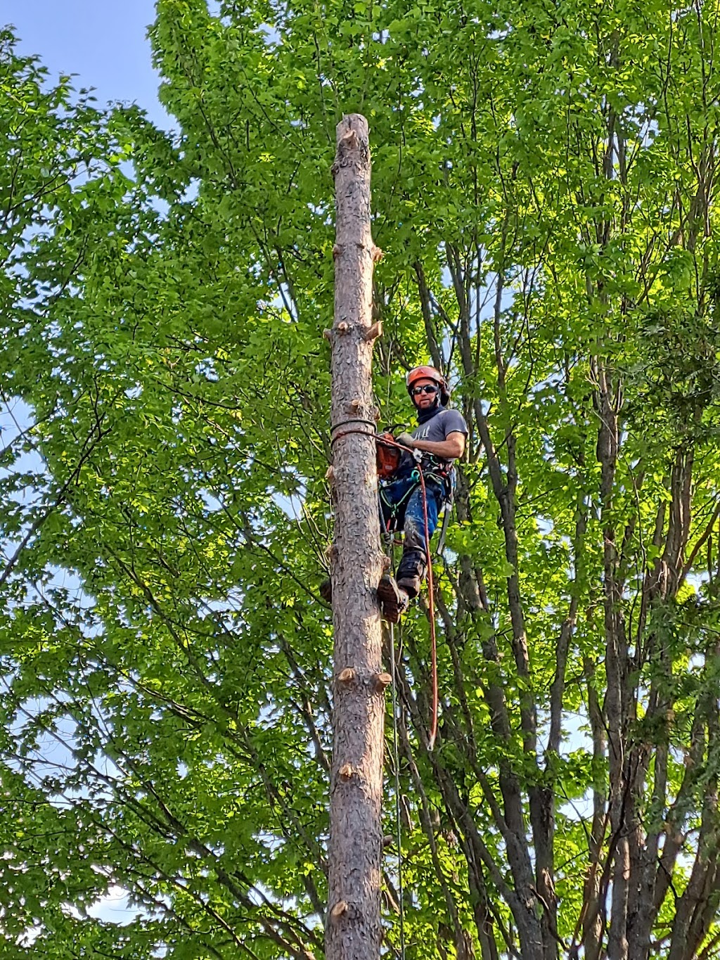 Haliburton Tree Care | 479 Mountain St, Haliburton, ON K0M 1S0, Canada | Phone: (705) 457-7199
