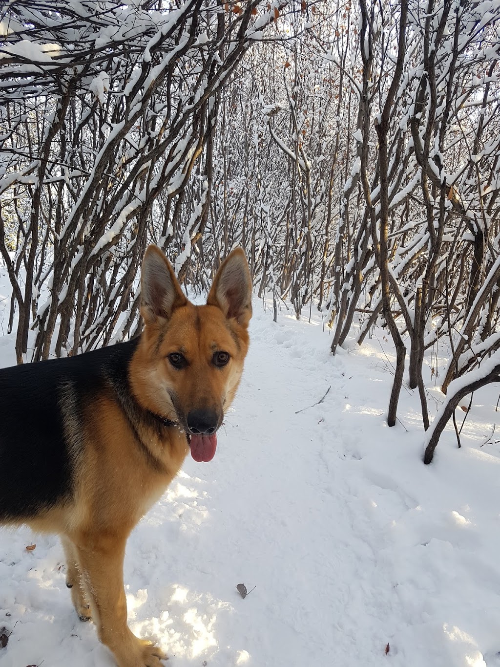 Off leash Park | Braeside, Calgary, AB T2W 1R9, Canada