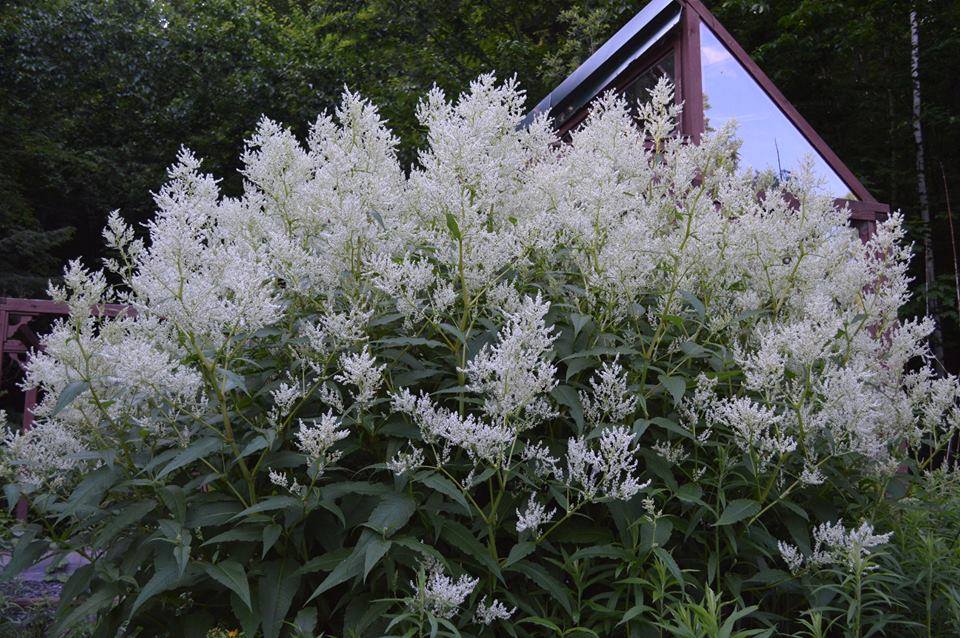 AUX MILLE HOSTAS | 635 Rte de Mansonville, Mansonville, QC J0E 1X0, Canada | Phone: (450) 292-8902
