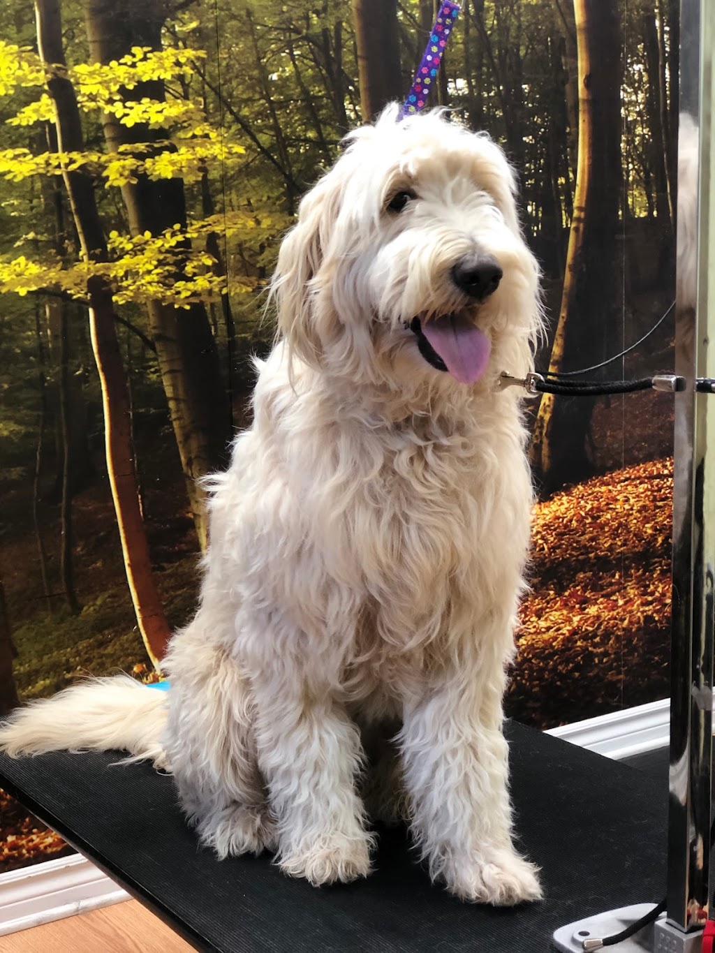 Toilettage canin Au Poil Fou | 1248 Chem. du Fleuve, Les Cèdres, QC J7T 1C3, Canada | Phone: (514) 515-3923