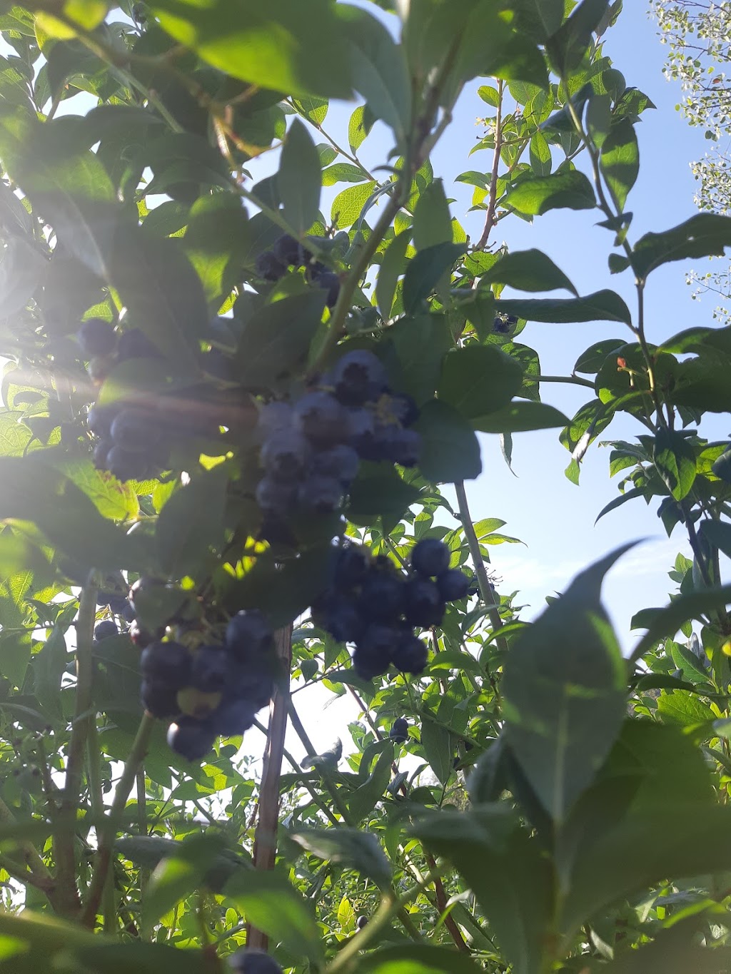 Steld Blueberry Farm | 13605 Michael Rd, Ladysmith, BC V9G 1G7, Canada | Phone: (250) 245-3460