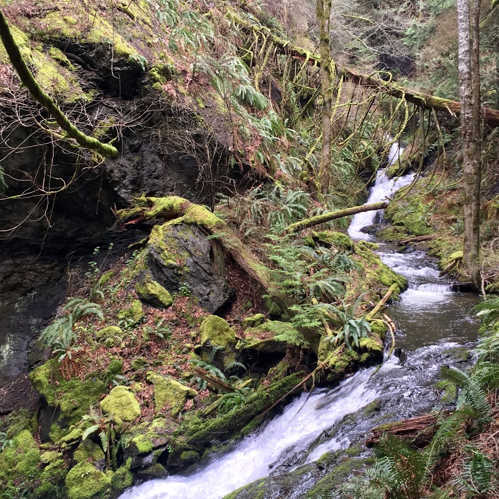 Coho Preserve, San Juan County Land Bank | On Point Lawrence Rd, 500 ft east of, Olga Rd, Olga, WA 98279, USA