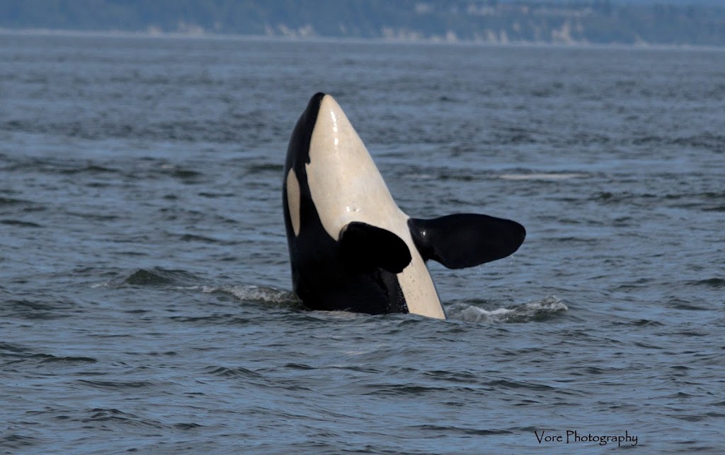 Orcas Island Whale Watch and Deer Harbor Charters | 5164 Deer Harbor Rd, Deer Harbor, WA 98243, USA | Phone: (360) 376-5989