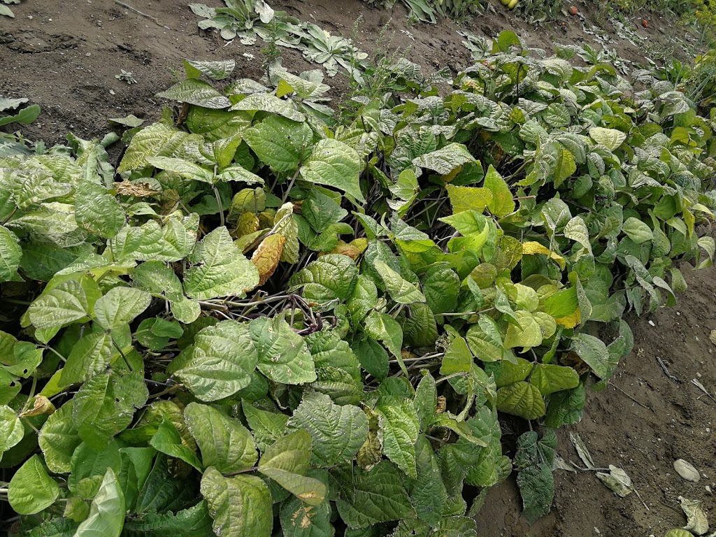 The Herb Patch | 1850 Brentwood Rd, Kelowna, BC V1P 1H2, Canada