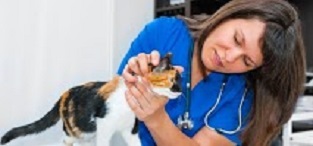 Fairmont Animal Hospital | 995 Hamilton Rd, London, ON N5W 1A4, Canada | Phone: (519) 453-2940