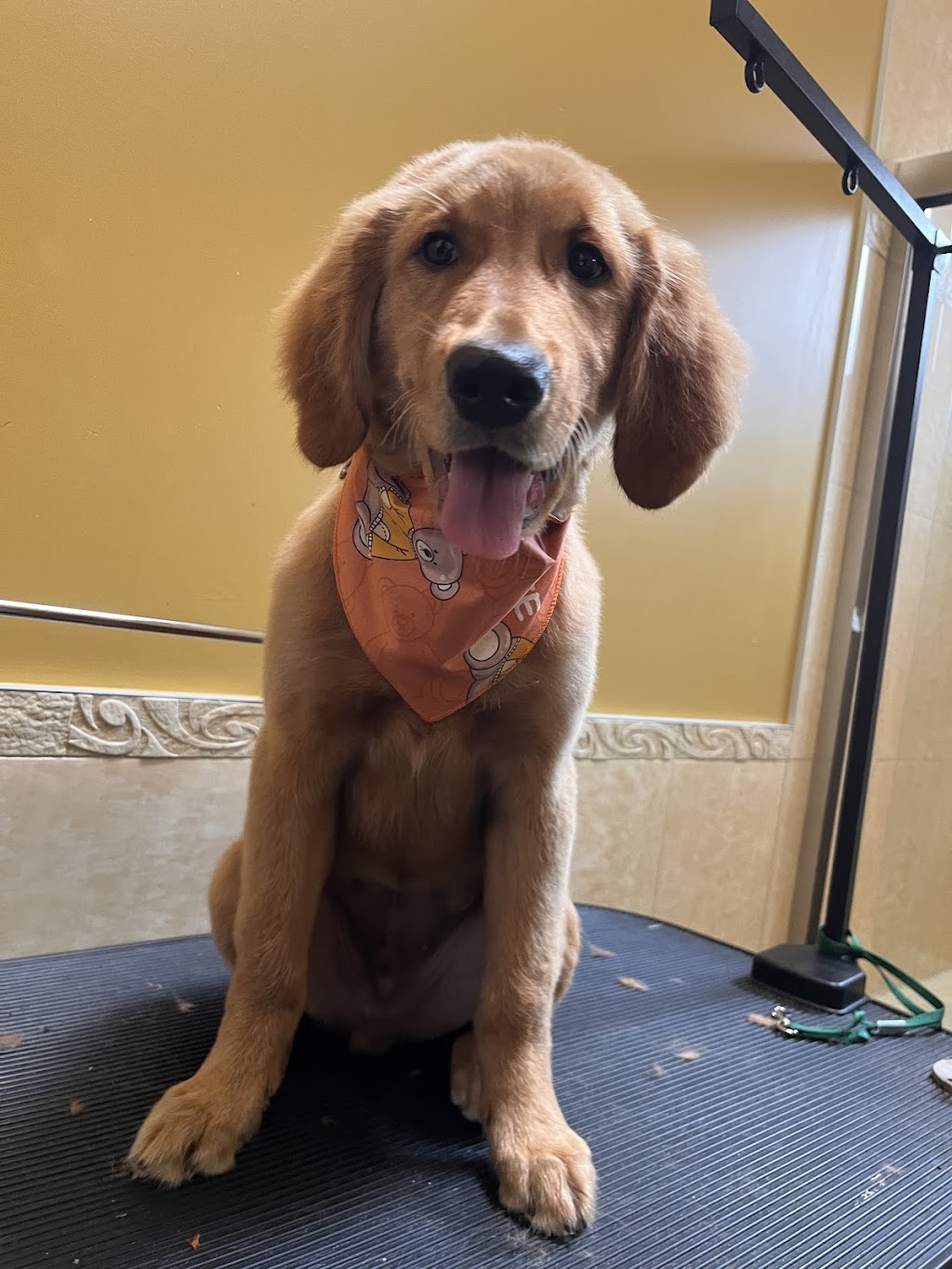 Doggie Care Services | 7059 Victoria Dr, Vancouver, BC V5P 3Y9, Canada | Phone: (236) 889-1026