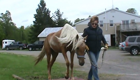 Northern Lights Equine | 680 Poonamalie Side Rd, Smiths Falls, ON K7A 4S4, Canada | Phone: (613) 284-0213