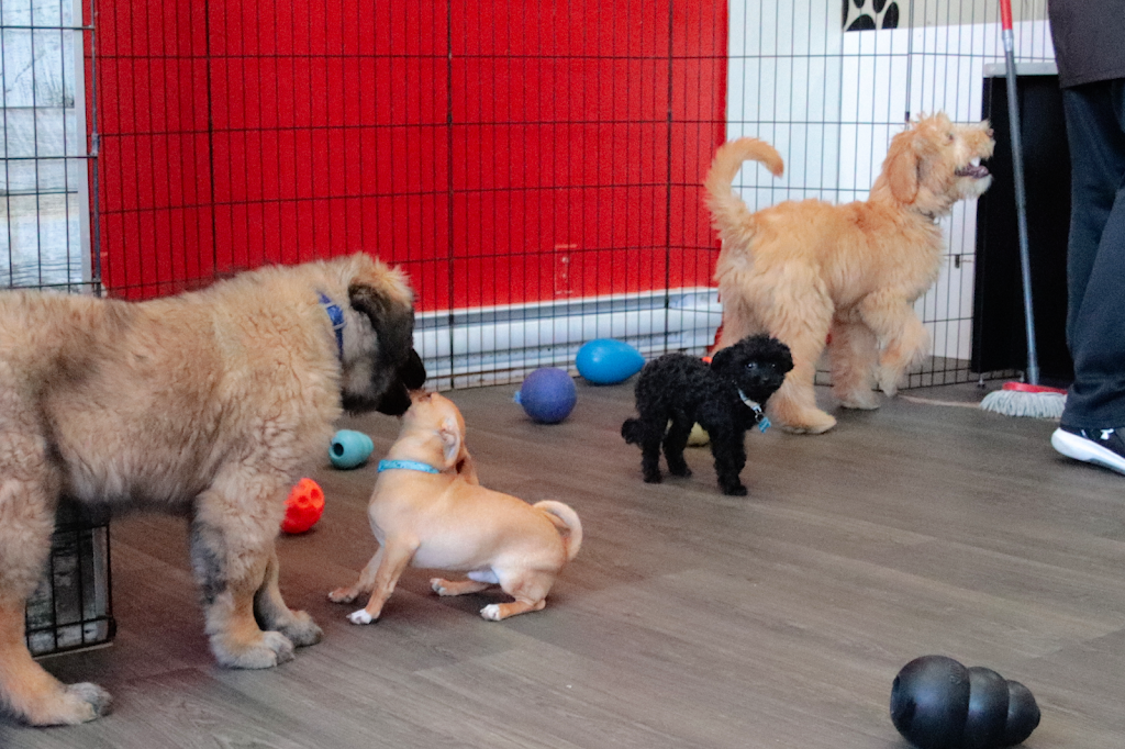 École d’Obéissance Canine du Saguenay | 2885 Bd du Royaume, Jonquière, QC G7X 7V3, Canada | Phone: (418) 550-5524