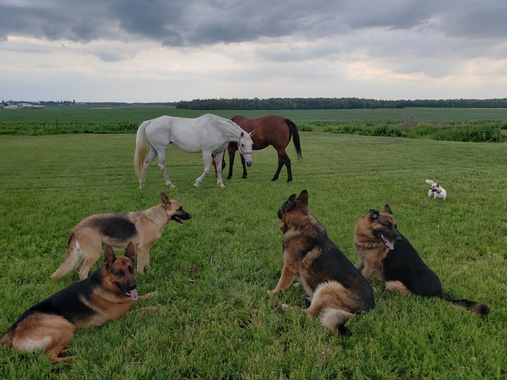 Crosshill Kennels | 4862 William Hastings Line Crosshill, Millbank, ON N0K 1L0, Canada | Phone: (519) 897-6757