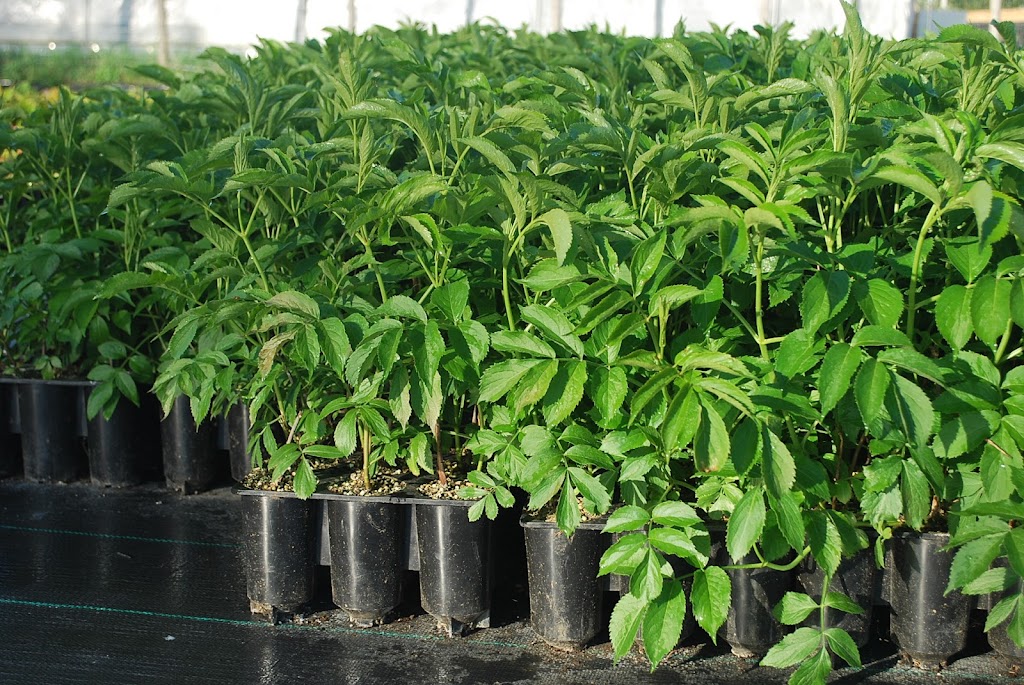 pépinière north hill | 14 Chem. North Hill, Lingwick, QC J0B 2Z0, Canada | Phone: (819) 640-9933