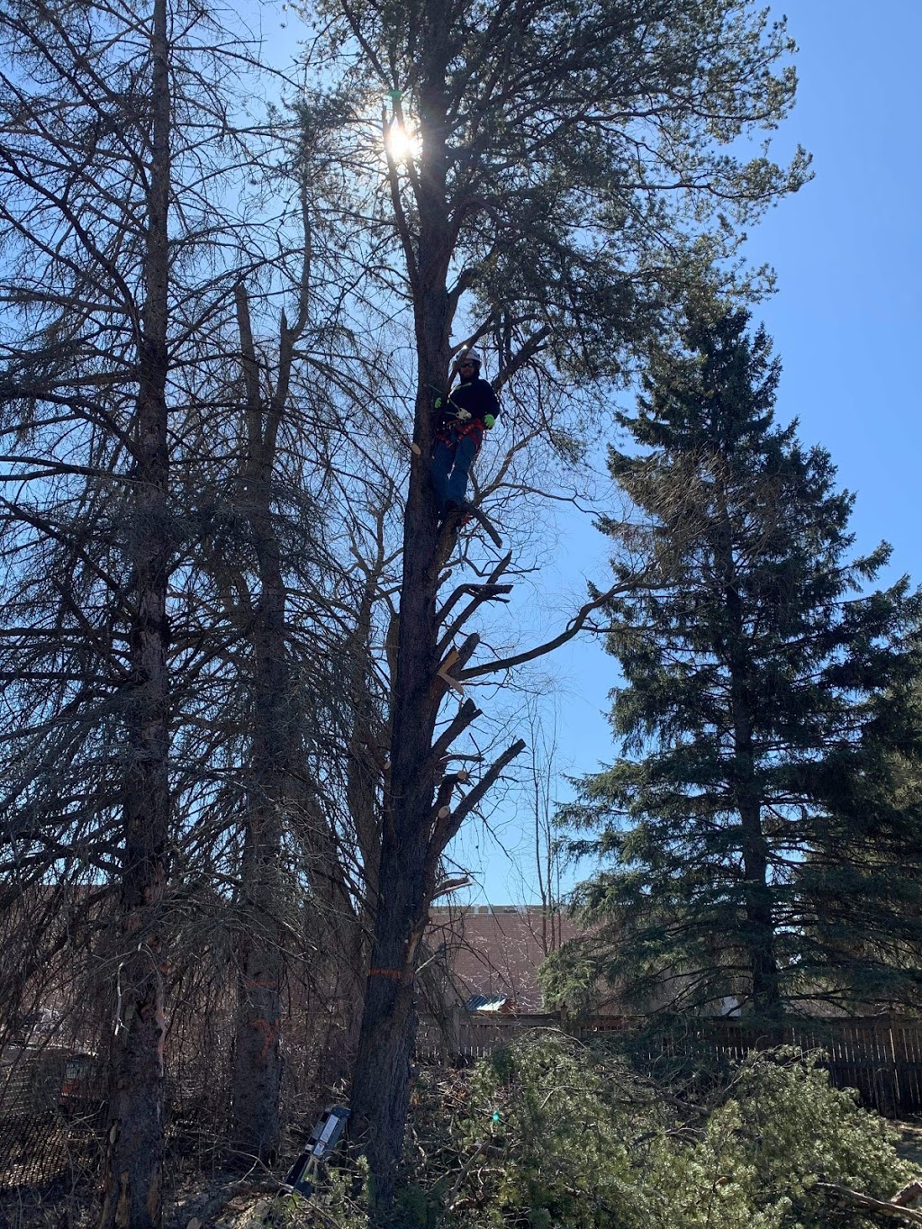 DRAKE AND FAMILY TREE/HANDYMAN SERVICES | Laela Crescent, Mulmur, ON L9V 2V7, Canada | Phone: (519) 288-6507