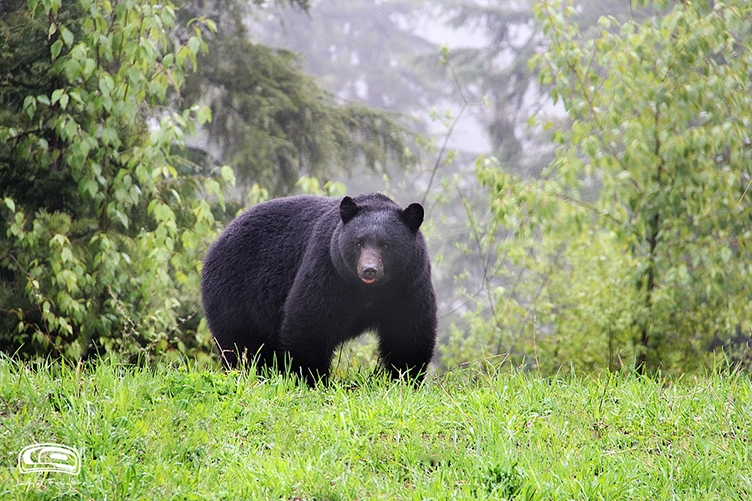 Whistler Bear Tours | 2230 Eva Lake Rd, Whistler, BC V8E 0M5, Canada | Phone: (604) 966-7385