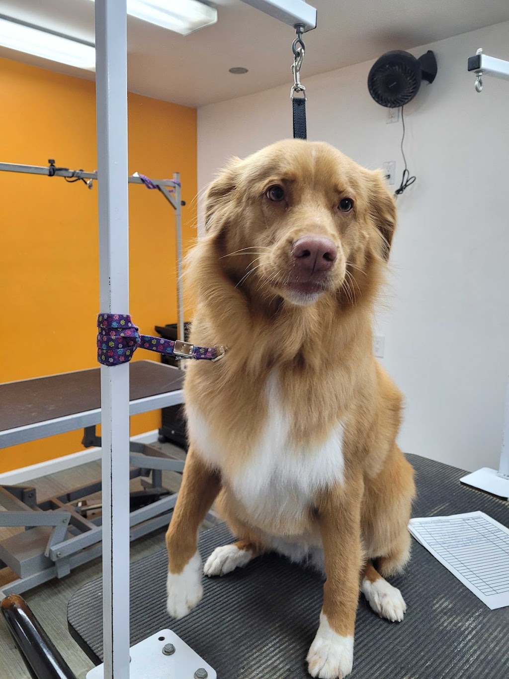 Paws Oasis | 17716 Trans-Canada Hwy, Perth, ON K7H 3C6, Canada | Phone: (613) 267-8051