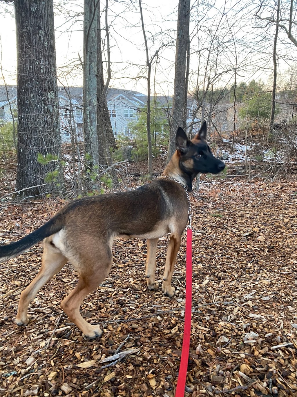ONTARIO K9 - Stability, Obedience & Protection | 1862 Longlee Ln, Kingsville, ON N0P 2G0, Canada | Phone: (519) 765-5033