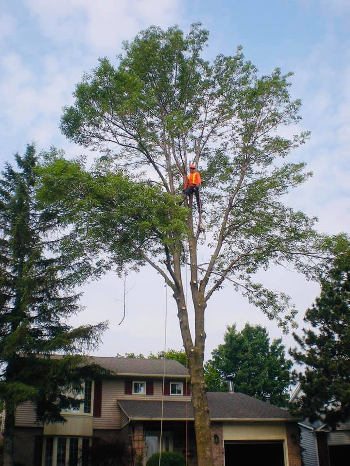 Aspen Tree Experts | 1444 Kamouraska Cir, Orléans, ON K1C 3J2, Canada | Phone: (613) 277-2147