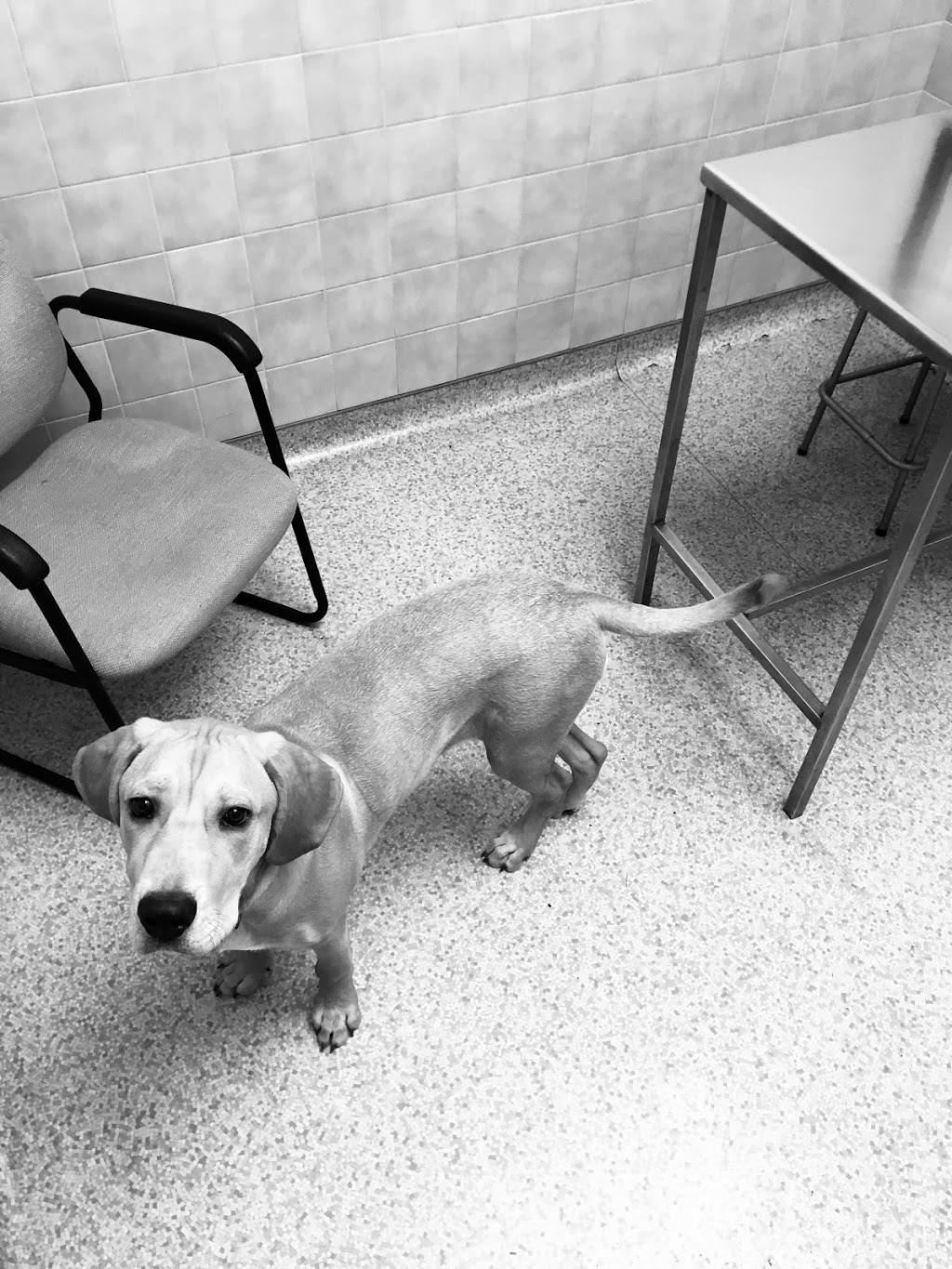 Waterdown Animal Hospital | 245 Dundas St E, Hamilton, ON L8B 0E9, Canada | Phone: (905) 689-5397