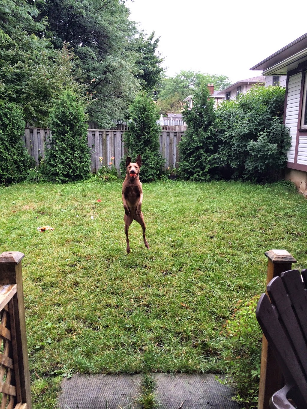 Jeves Pet Care Inc. | 236 Greenwood Ave, London, ON N6J 3G4, Canada | Phone: (519) 854-5383